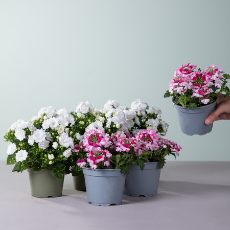 BLUME2000 Sommer-Blumenmix aus Glockenblumen und Verbenen, 6 Stück, mehrjährige Beetpflanzen für Balkon und Terrasse