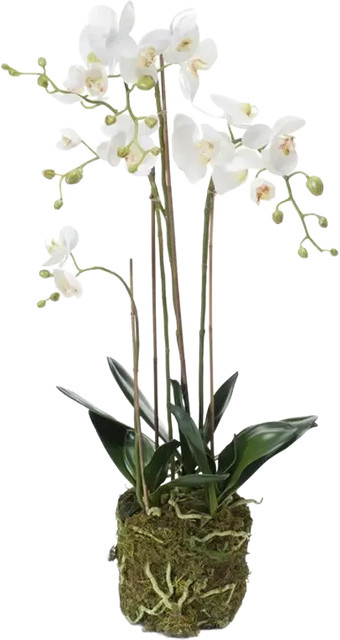 Künstliche Orchidee Marie von Aplanta, Höhe: 80 cm - Bild 1