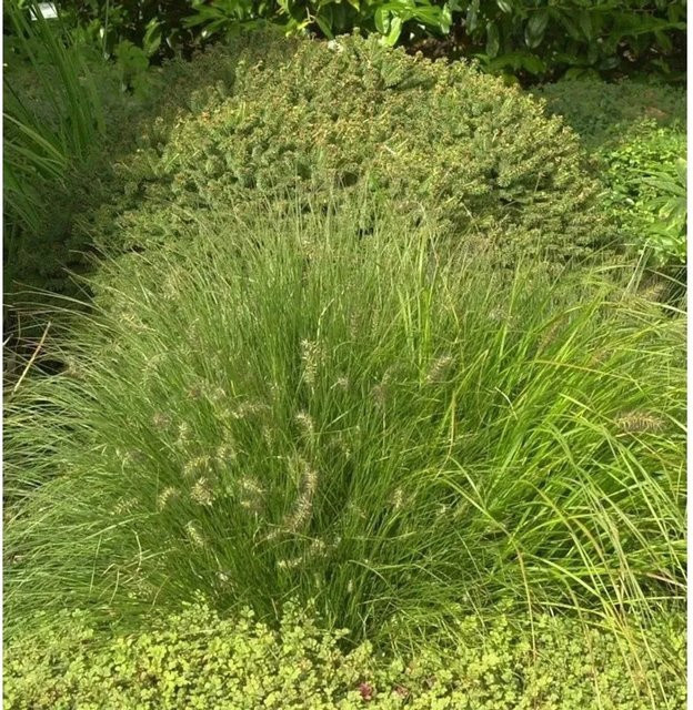 Lampenputzergras Little Honey Pennisetum alopecuroides im Topf, grün, mehrjährig - Bild 1