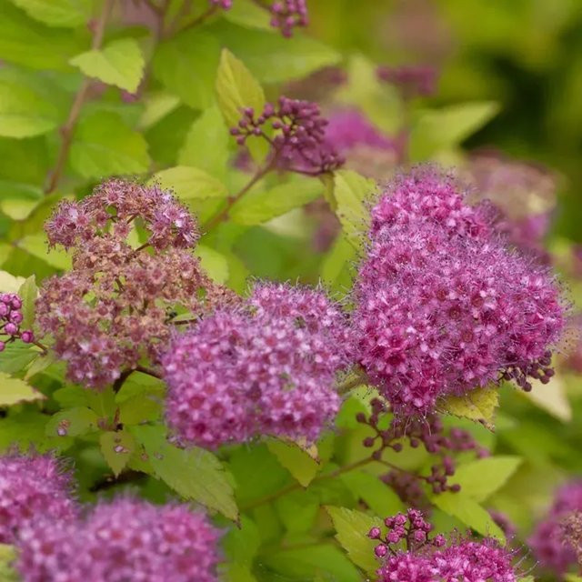 Sommerspierstrauch Magic Carpet Spiraea japonica in Gelb, Orange, Rot und Pink, Höhe: 20-30 cm - Bild 1