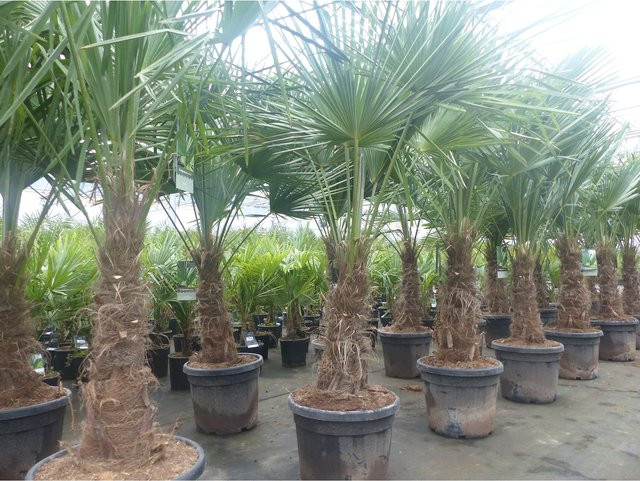 2er Set Trachycarpus fortunei Hanfpalmen mit dicken Stämmen, winterharte Palmen von Grünwaren, Höhe: 200 cm - Bild 1