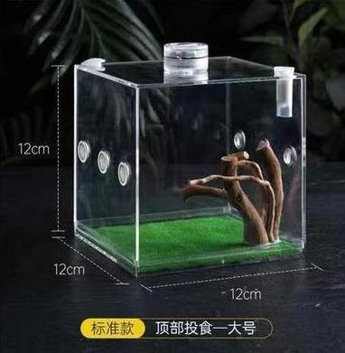Binchi Outdoor Product Transparente Springspinnen Zuchtbox Zirpinsekten, Ökologische Box, mit Befeuchtung - Bild 1