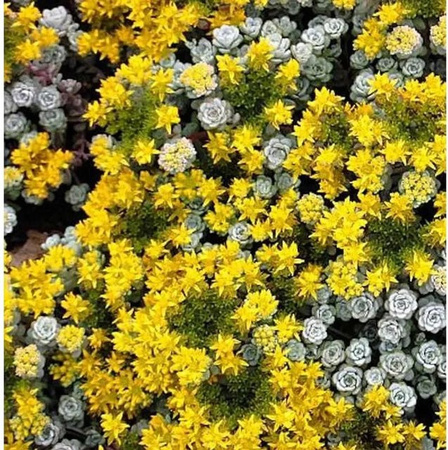 Fetthenne Cape Blanco Sedum spathulifolium als Bodendecker für Steingärten und Naturgärten