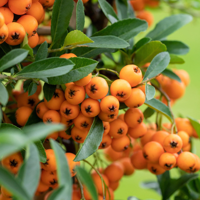 Feuerdorn Pyracantha Orange Glow von BLUME2000 als Hecke und Sichtschutz für Fassadenbegrünungen - Bild 1