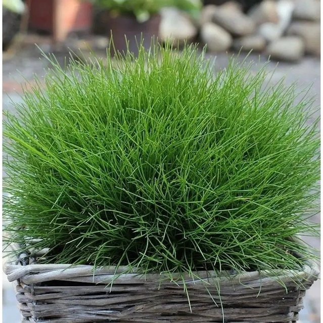 Bärenfell-Schwingel Festuca scoparia als grüne Kübelpflanze im Topf - Bild 1
