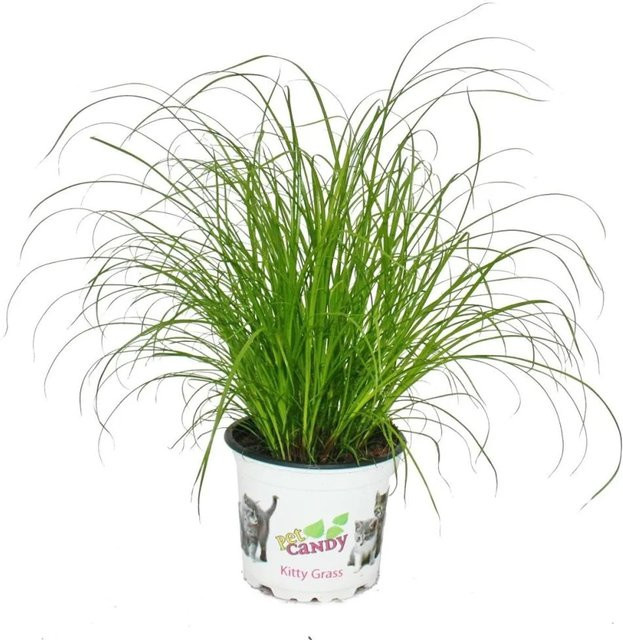 Exotenherz Katzengras Cyperus Alternifolius, 3 grüne Pflanzen im Topf zur Verdauungsunterstützung von Katzen - Bild 1