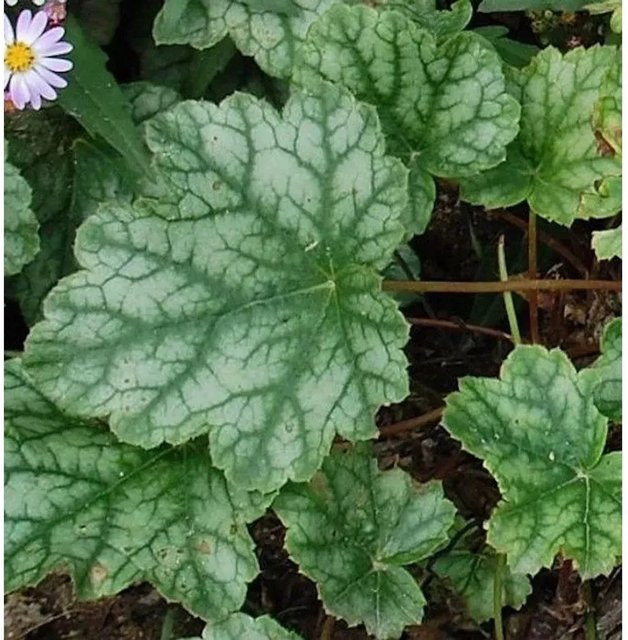 Heuchera micrantha Purpurglöckchen Mint Frost Bodendecker für den Garten - Bild 1