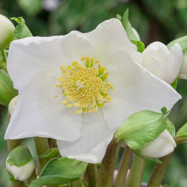 Weiße Christrose Helleborus als winterharte Gartenstaude für den Außenbereich - Bild 1