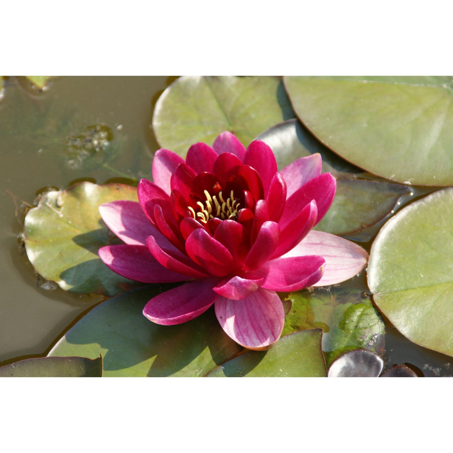 GROW by OBI Seerosen Set Burgundy Princess Nymphaea in Rot für den Gartenteich, Topf Durchmesser: 11 cm - Bild 2