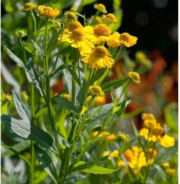 Helenium Sonnenbraut Kugelsonne gelbe Gartenpflanze für das Beet - Bild 1