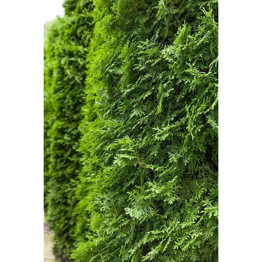 Thuja occidentalis Columna Pflanze von Pflanzen für dich, Höhe: 100-125 cm - Bild 2