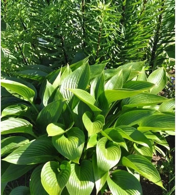 Hosta tardiana Graublattfunkie Devon Green – Grüne Staude für den Außenbereich - Bild 1