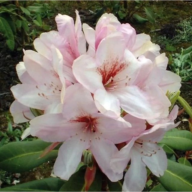 Großblumiger Rhododendron Paola Alpenrose in Pink, Höhe: 40-50 cm - Bild 1