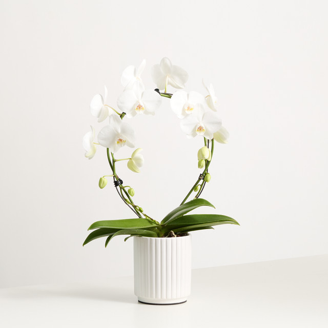 Phalaenopsis Orchidee von BLUME2000 mit Keramik-Übertopf - Bild 1