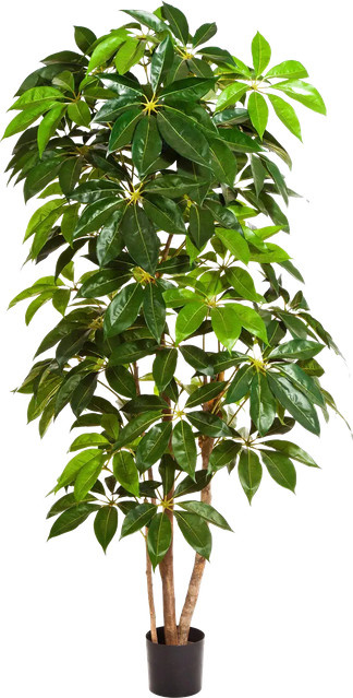 Künstlicher Schefflera Baum Omar von Aplanta, Höhe: 190 cm - Bild 1