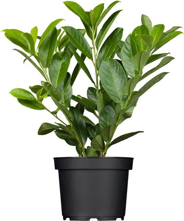 GROW by OBI Kirschlorbeer Novita Prunus als Heckenpflanze, grün/weiß, Höhe: ca. 55 cm