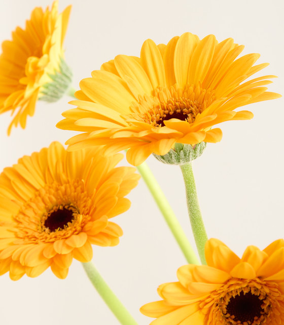 Blume2000 Gerbera Gelb - Bild 1