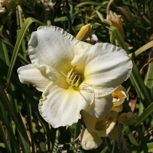 Taglilie Light the Way Hemerocallis cultorum als mehrjährige Staude für Beet und Garten - Bild 1