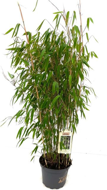 Bambusbörse Fargesia Ivory Ibis Bambus Pflanze in 7,5 Liter Topf, Höhe: 80 - 100 cm - Bild 1