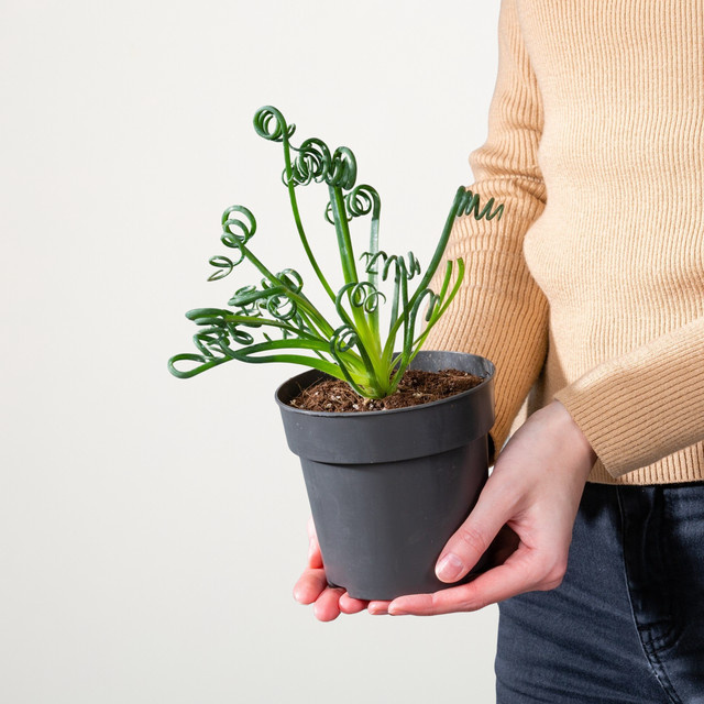 Albuca spiralis Stiftblume von BLUME2000 als Zimmerpflanze in Grün und Gelb - Bild 1