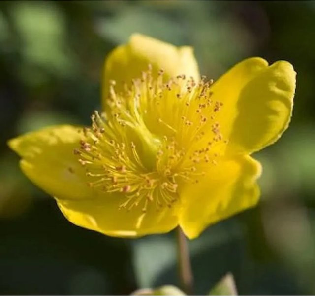Hypericum kalmianum Kanadische Johanniskraut gelbe Blüte Nr-01.de Stauden Höhe: 30-40 cm - Bild 1