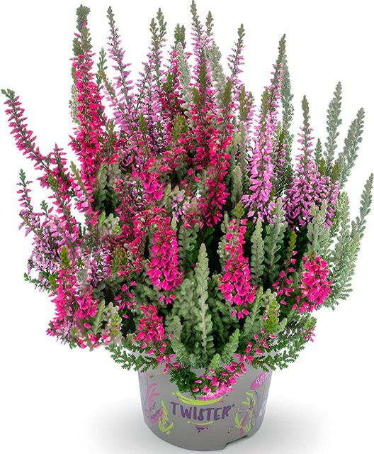 Calluna Knospenheide Fluffy Twister im 13 cm Topf - Bild 1