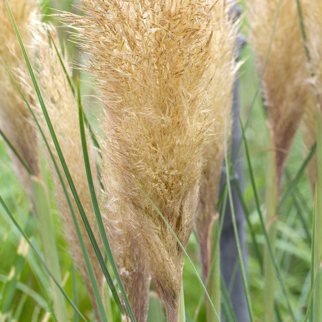 Amerikanisches Pampasgras Cortaderia Pumila für Garten, Balkon und Pflanzkübel - Bild 1