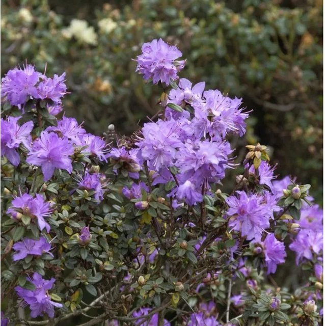 Kleinblättriger Rhododendron Rhododendron impeditum Zwerg Alpenrose in Blau oder Violett von Nr-01.de - Bild 1