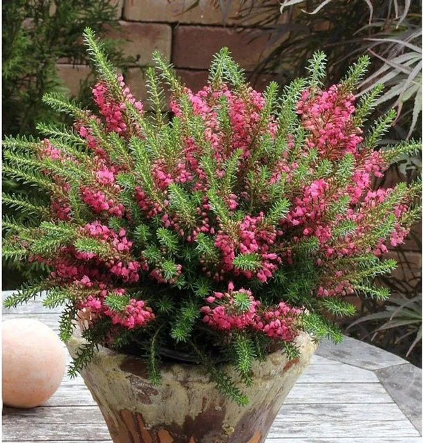 10x Erica vagans Cornwallheide Red Delight Polsterheide in Rot und Pink - Bild 1