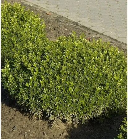 Buchsbaum Herrenhausen Buxus sempervirens Grün für den Garten