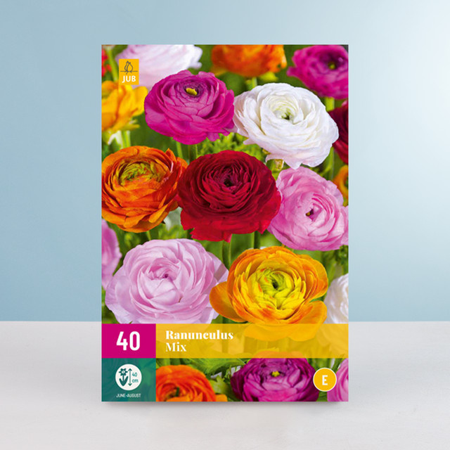 Ranunkel Mix BLUME2000 mit 40 Knollen für Gartenbeet, Balkon und Terrassenkübel - Bild 1