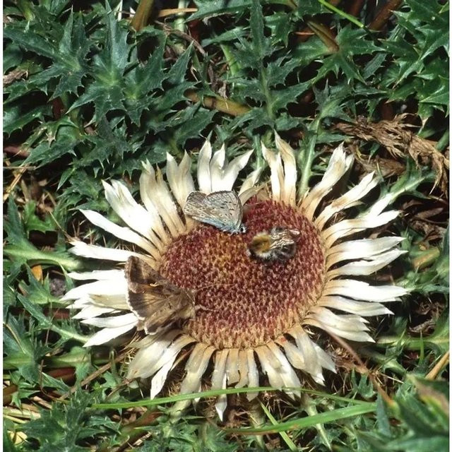Carlina acanthifolia Wetterdistel als mehrjährige Staude für deinen Garten von Nr-01.de - Bild 1