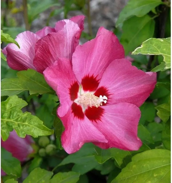 Hibiscus syriacus Woodbridge Eibisch Hochstamm Zierstrauch in Pink und Rot, Höhe: 60-80 cm - Bild 1