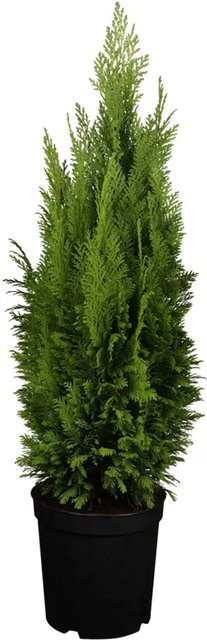 GROW by OBI Kegelzypresse Ellwood's Empire Chamaecyparis lawsoniana Nadelgehölz Höhe: 55 cm im Topf - Bild 1