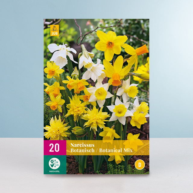 Botanischer Narzissen Mix mit 20 Zwiebeln von BLUME2000 - Bild 1