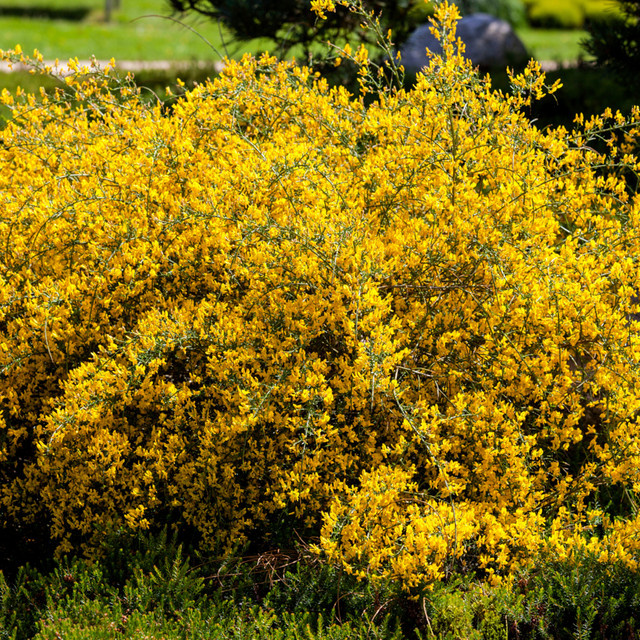 Gelber Steinginster Genista als Zierstrauch von Mein schöner Garten Shop - Bild 1