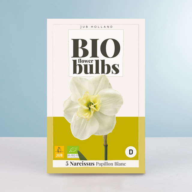 BIO Narzisse Papillon Blanc mit 5 Zwiebeln von BLUME2000 - Bild 1