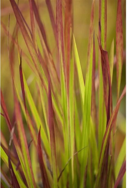 Imperata Cylindrica Red Baron Japanisches Blutgras als mehrjährige Zierpflanze im 9x9 cm Topf - Bild 1