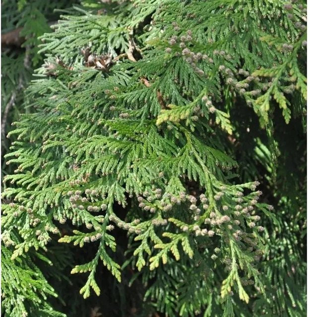 Thuja plicata Lebensbaum Martin als grüne Heckenpflanzung, Höhe: 60-80 cm - Bild 1