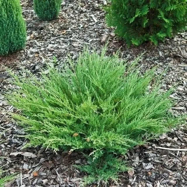 Kriechwacholder Andorra Compact Juniperus horizontalis Bodendecker in Hellgrün und Violett Höhe: 20-25 cm - Bild 1