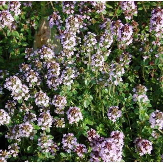 Echter Zitronen Thymian Thymus citriodorus Gewürzpflanze von Die Nr-01.de - Bild 1