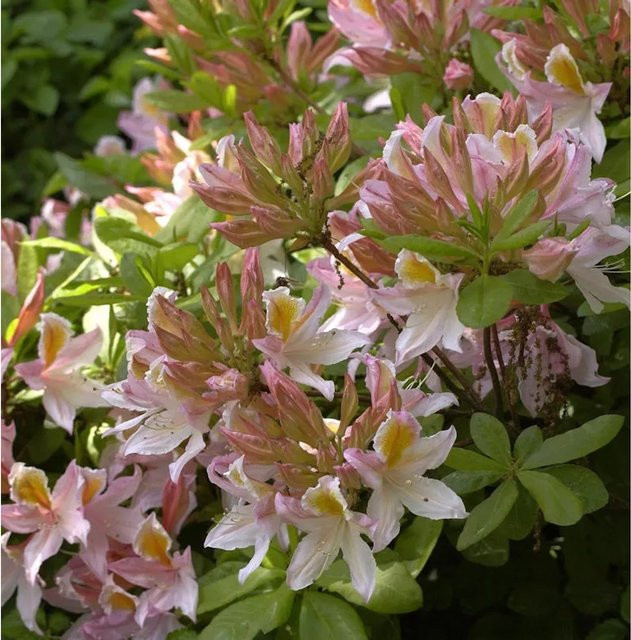 Azalee Irene Koster Rhododendron luteum Alpenrose, Höhe: 30-40 cm - Bild 1
