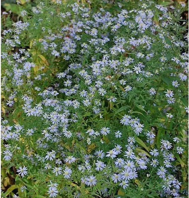 Aster cordifolius Stauden von Nr-01.de für den Außenbereich - Bild 1
