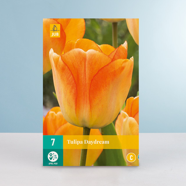 Darwin-Hybrid-Tulpe Daydream von BLUME2000 mit 7 Zwiebeln - Bild 1