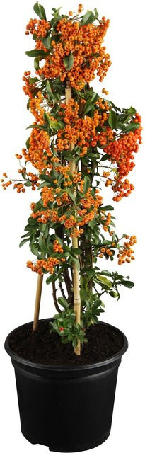 GROW by OBI Feuerdorn Pyracantha mit roten und orangen Beeren als Heckenpflanze, Höhe: 50 - 60 cm - Bild 1