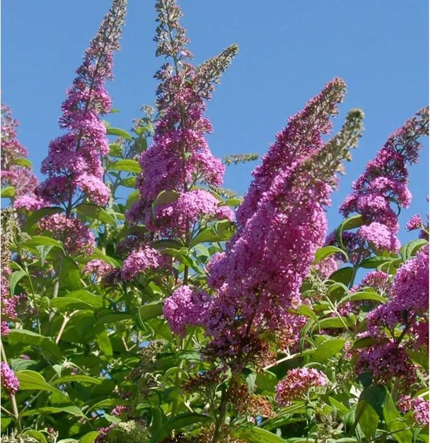 Buddleja Zwerg Hänge Sommerflieder Little Pink in Pink, Höhe: 30-40 cm - Bild 1
