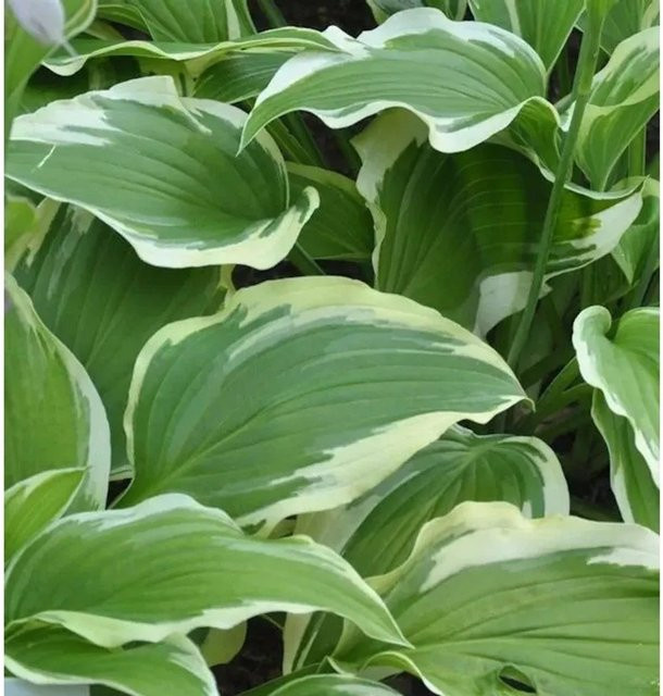 Hosta fortunei Funkie Moerheim grüne Staude als Solitärpflanze - Bild 1
