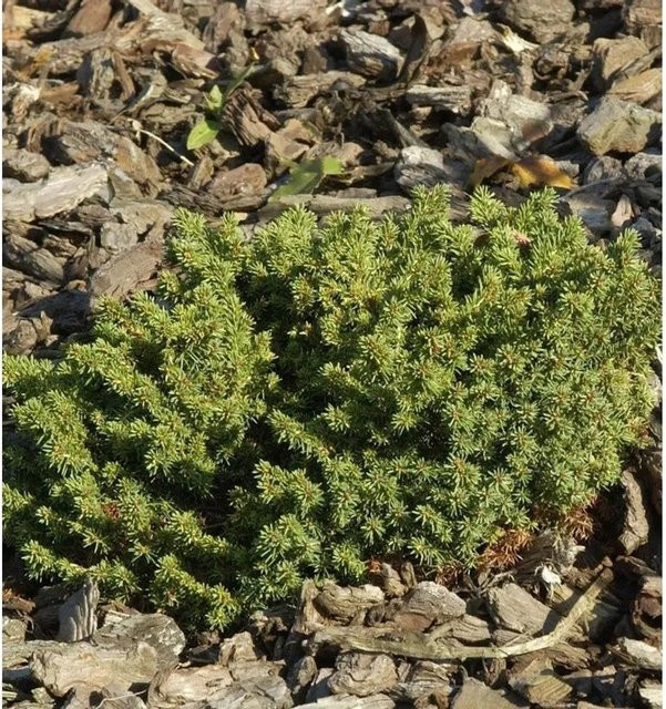 Nestfichte Little Gem Picea abies Strauch für kleine Gärten und Grabbepflanzungen - Bild 1