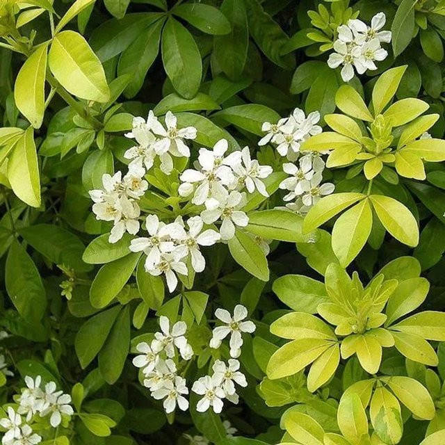 Arborix Orangenblume Choisya ternata im Container, weiß, 40 bis 50 cm Höhe - Bild 1
