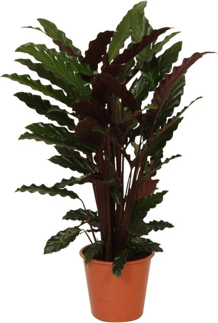 GROW by OBI Zimmerpflanze Calathea rufibarba in Korbmarante Wavestar, Grün, Höhe: 70-85 cm, Topf-Ø: 19 cm - Bild 1
